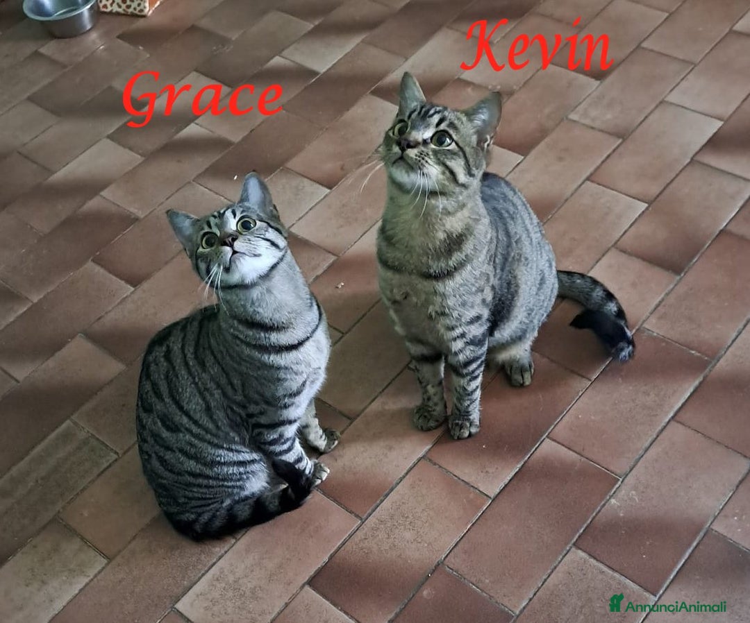 Europeo gatti in regalo: GRACE e KEVIN, dolci micini da adottare! - Annuncio 1