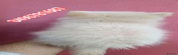 Spitz cani in vendita: SPITZ TEDESCO PICCOLO ultima morbidosa - Annuncio 2