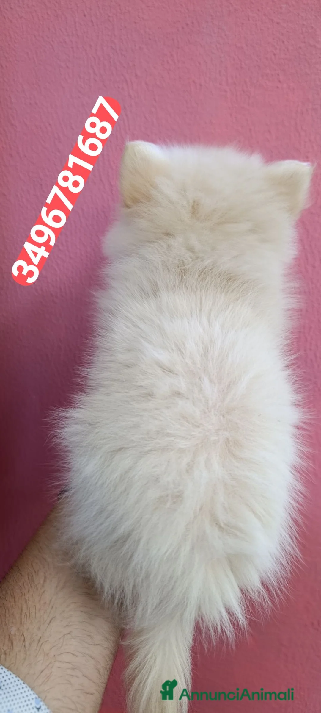 Spitz cani in vendita: SPITZ TEDESCO PICCOLO ultima morbidosa - Annuncio 2
