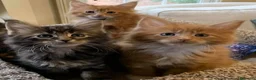 Maine Coon gatti in vendita: Cuccioli Maine coon con Pedigree  - Annuncio 10