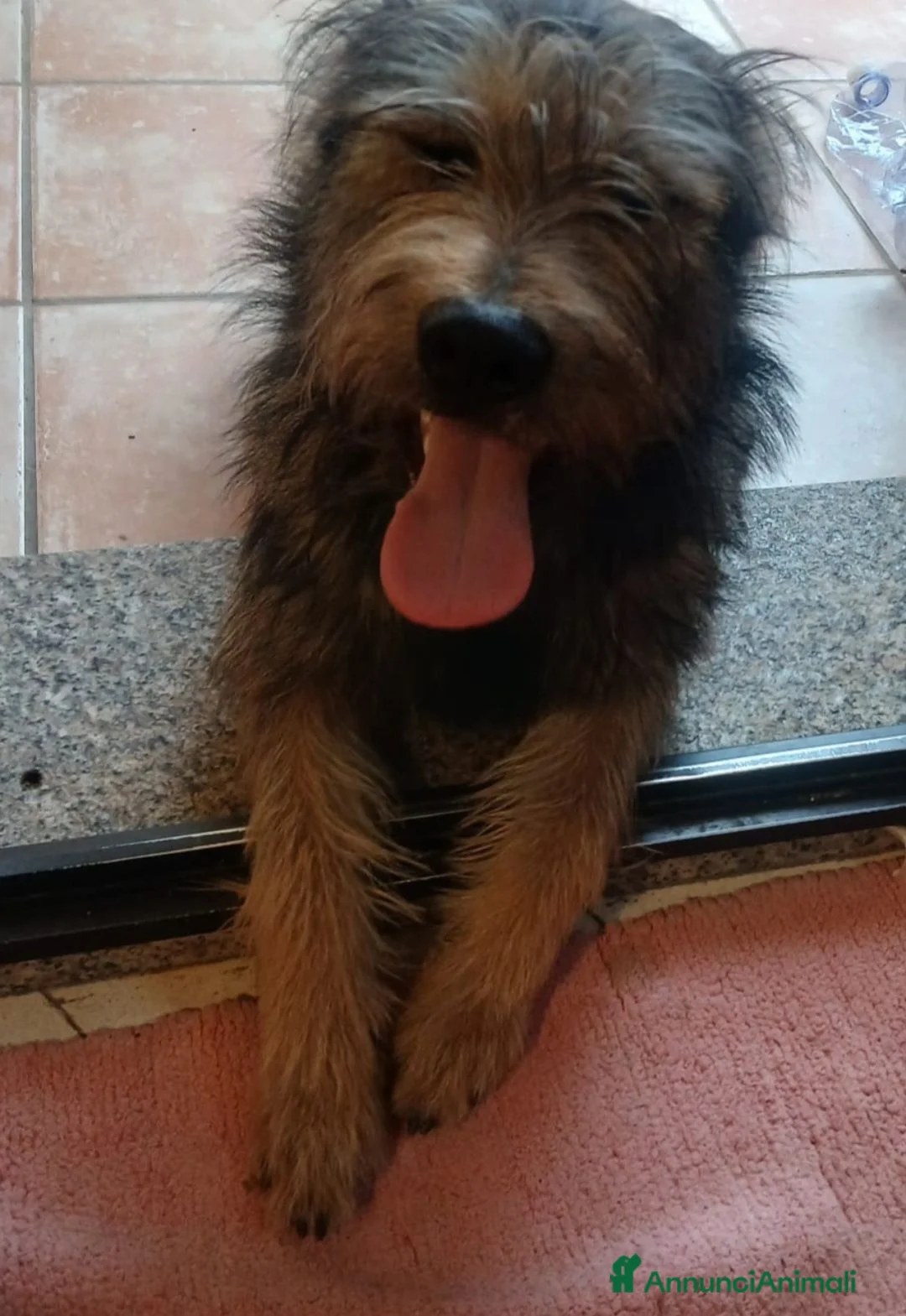 Meticcio cani in regalo: Mix spinoncino 14mesi kg12 SOS CASA GIARDINO.OLBIA - Annuncio 2