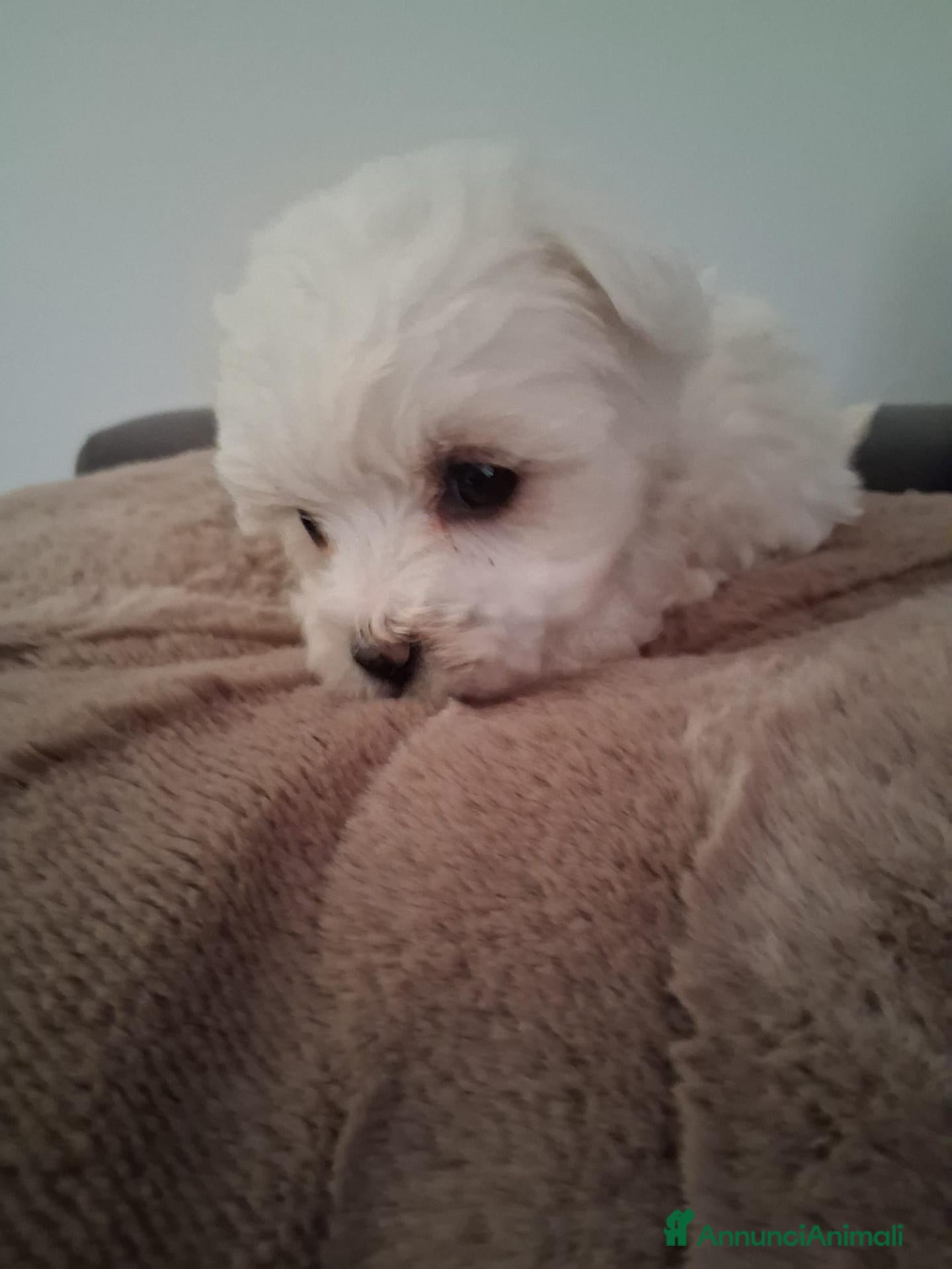 Maltese cani Maltese  - Annuncio 1