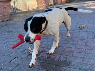 Meticcio cani BLACK CERCA CASA - Annuncio 42