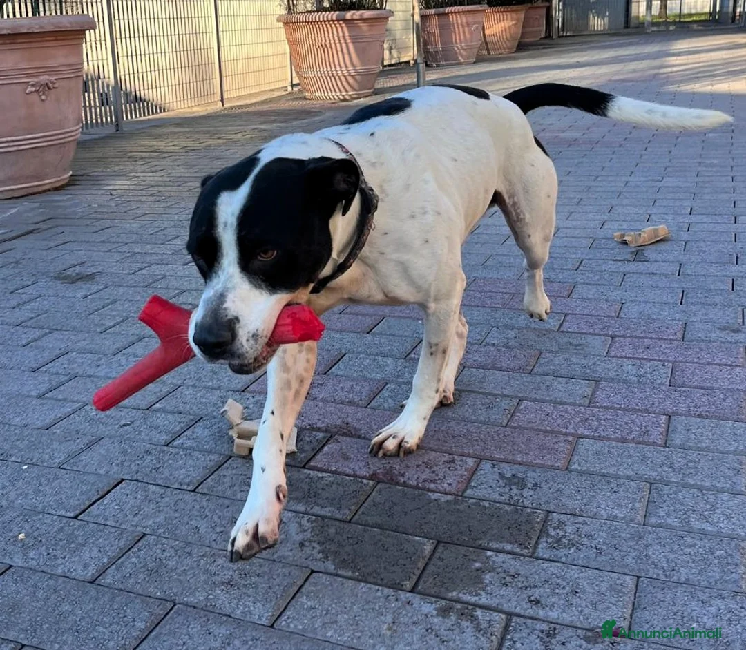 Meticcio cani in regalo: BLACK CERCA CASA - Annuncio 1