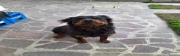 Rottweiler cani per accoppiamento: Cane Femmina per accoppiamento  - Annuncio 2