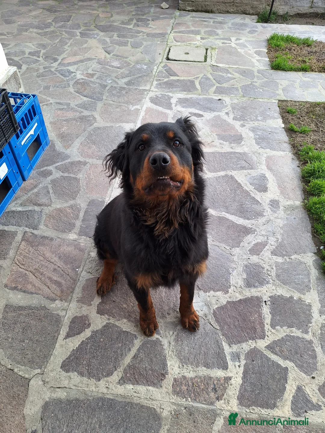 Rottweiler cani per accoppiamento: Cane Femmina per accoppiamento  - Annuncio 2