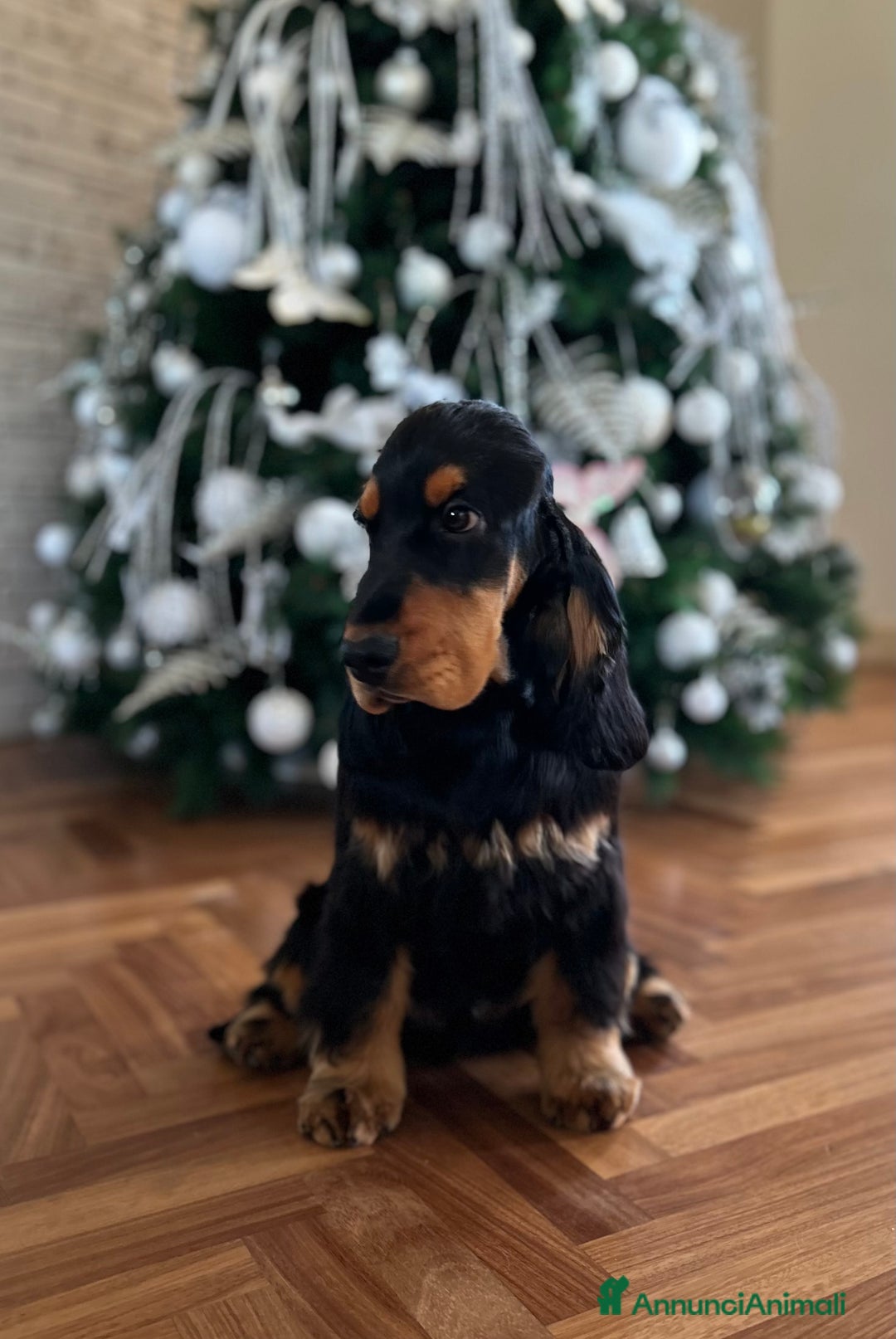 Cocker cani in vendita: Cocker spaniel inglese  - Annuncio 3