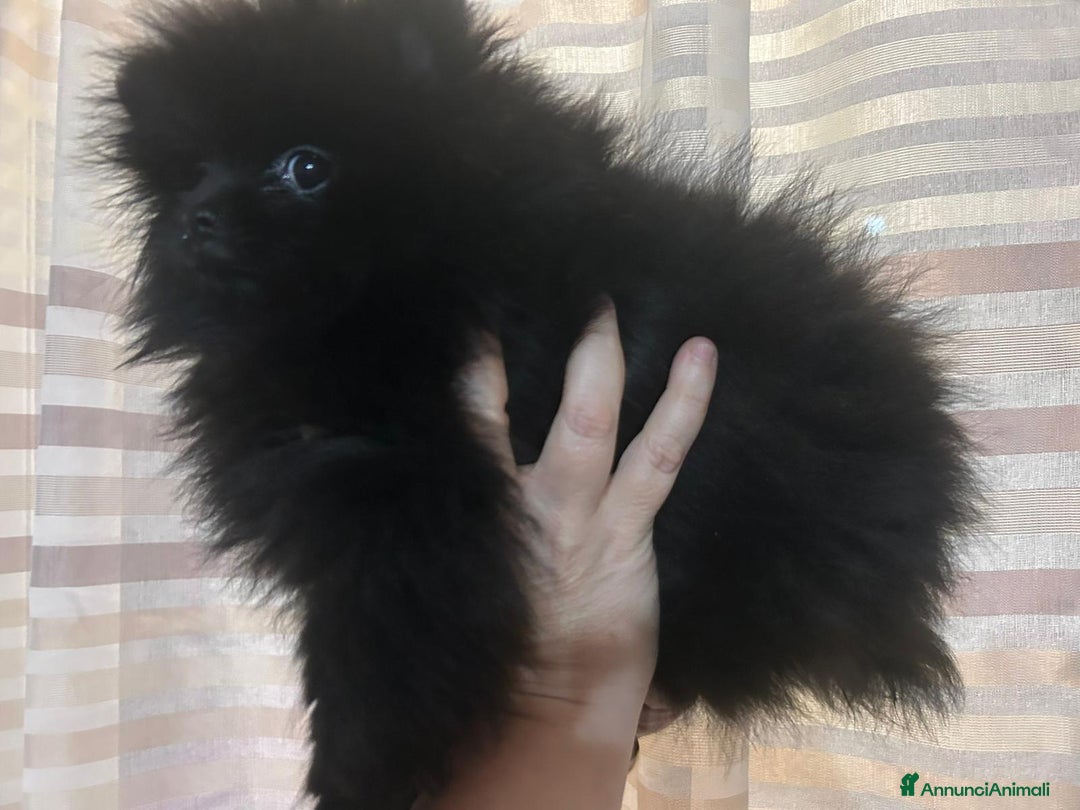 Volpino Pomerania cani in vendita: CUCCIOLA DI POMERANIA  - Annuncio 7