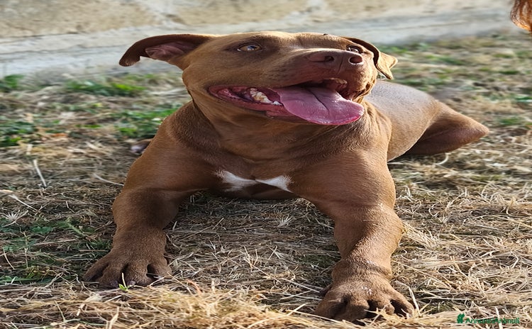 Pitbull cani a Città Metropolitana di Bari - Annuncio 5