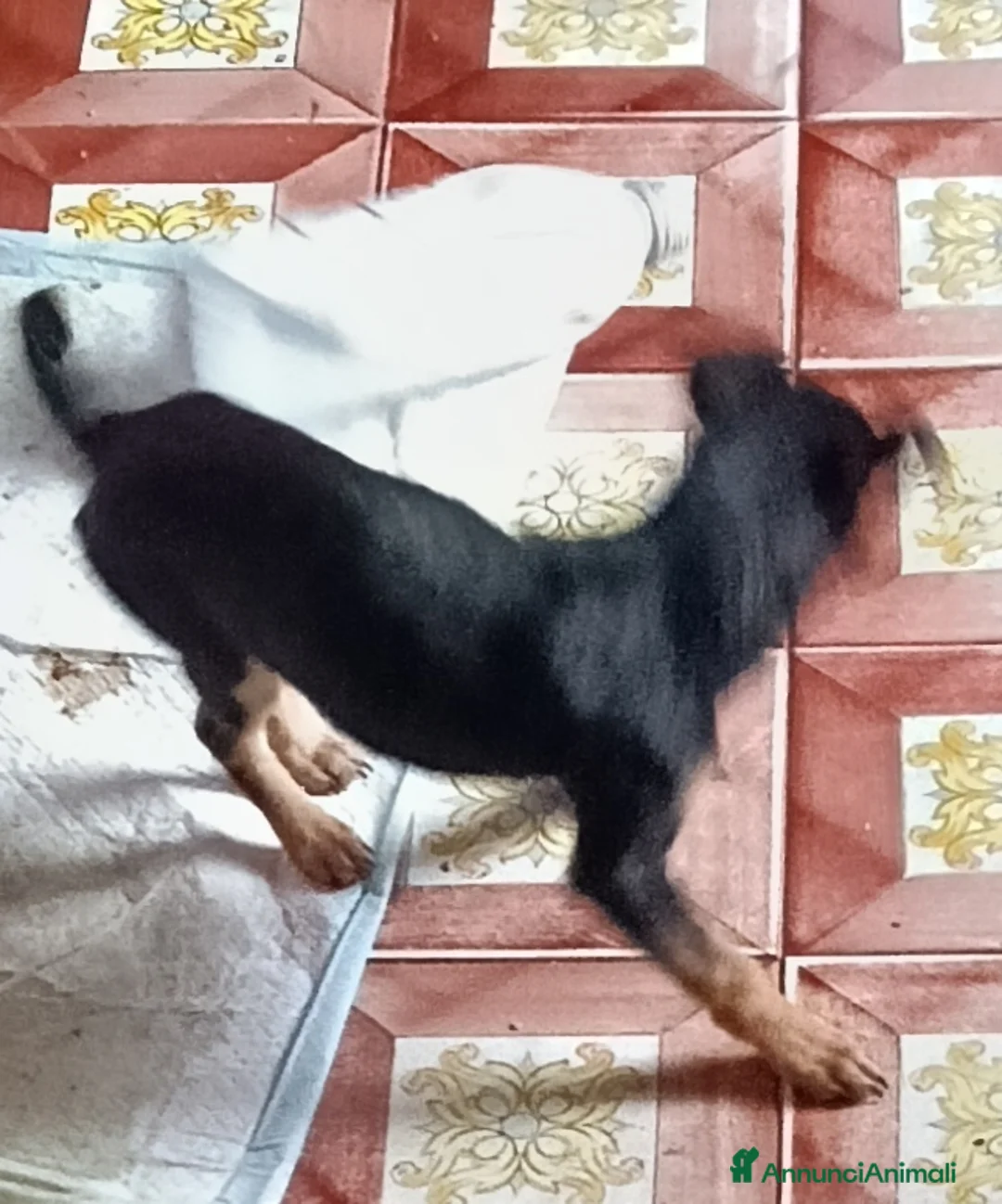 Affenpinscher cani in vendita: disponibile cucciolo Phinscer toy di un kg  - Annuncio 6