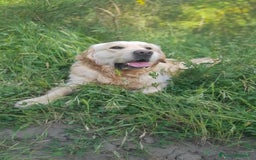 Golden Retriever cani per accoppiamento: Cerco cagnolina con la quale fare cuccioli  - Immagine 2