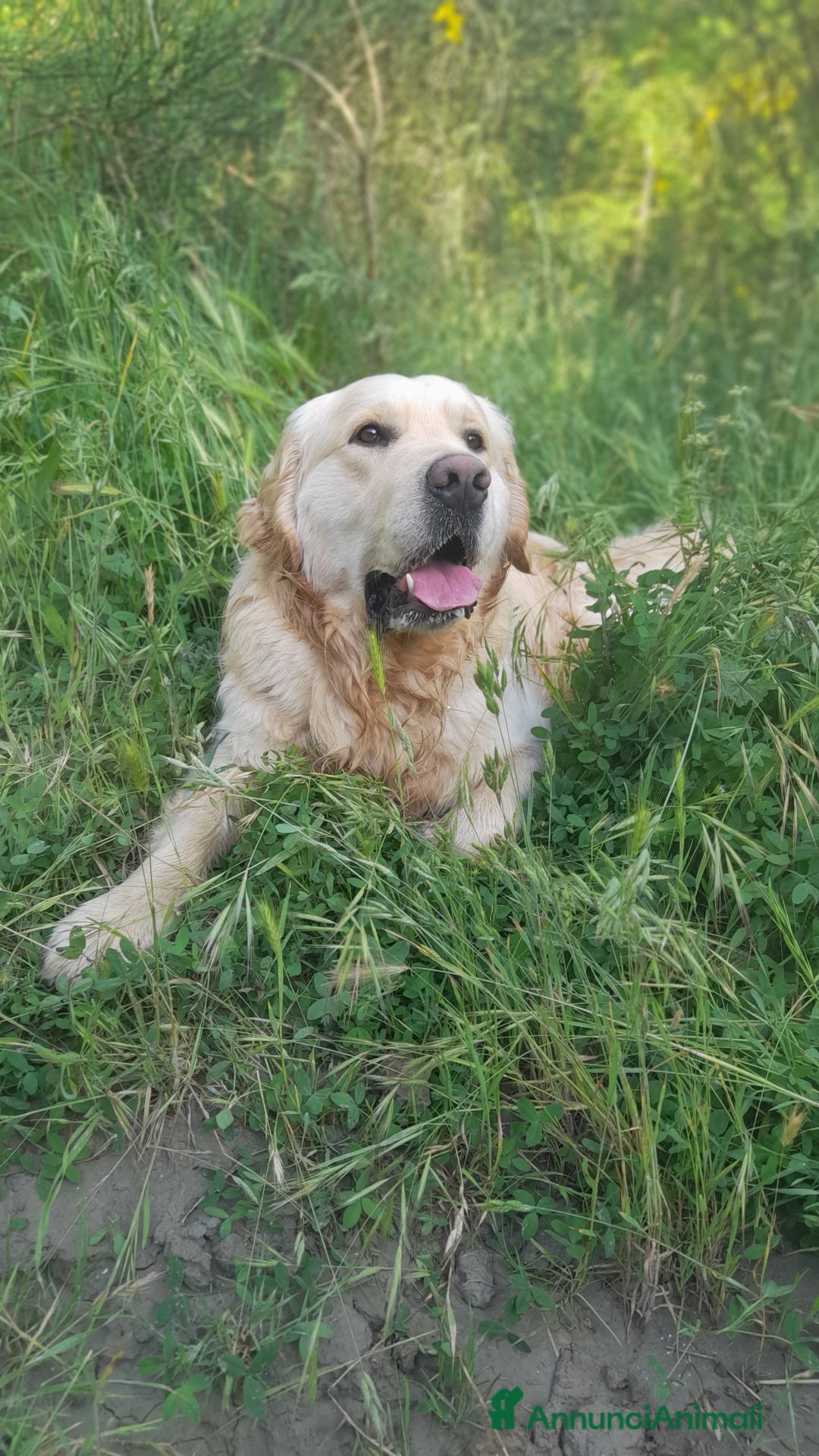 Golden Retriever cani per accoppiamento: Cerco cagnolina con la quale fare cuccioli  - Immagine 2