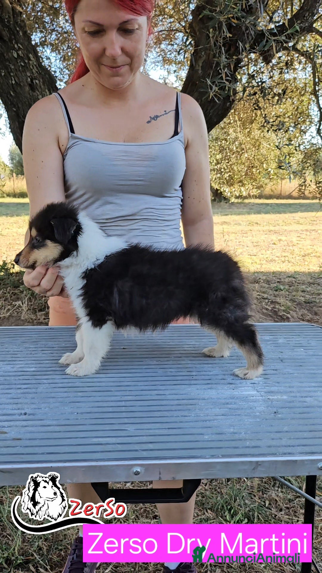 Collie cani in vendita: Collie pastore scozzese  a Provincia di Viterbo - Immagine 9
