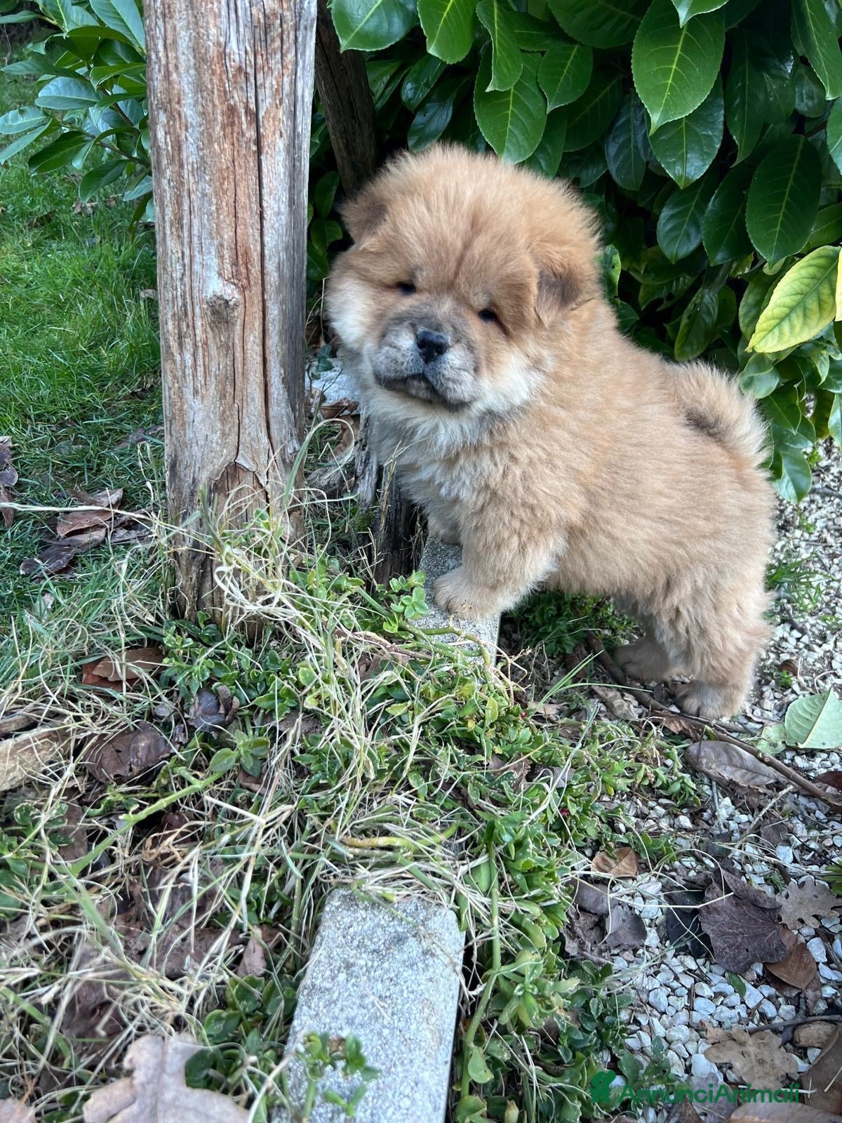 Chow Chow cani Cucciolo di Chow Chow  - Annuncio 2