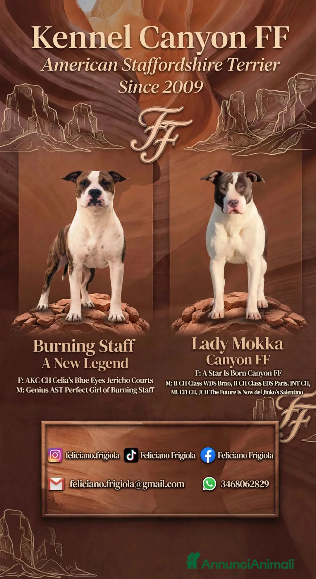 American Staffordshire cani in vendita: Amstaff cuccioli  - Annuncio 2