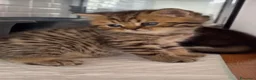 British gatti in vendita: Splendidi cuccioli di british shorthair golden  - Annuncio 2