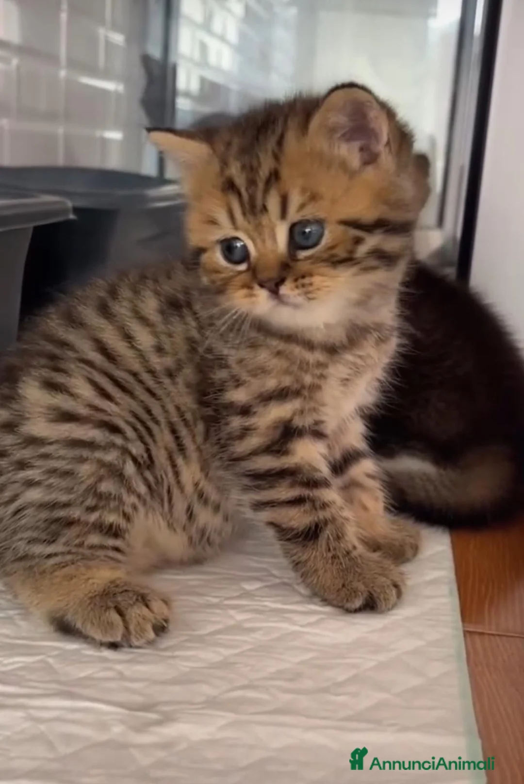 British gatti in vendita: Splendidi cuccioli di british shorthair golden  - Annuncio 2