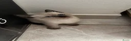 Siamese gatti in vendita: Gattini siamesi seal point - Annuncio 14