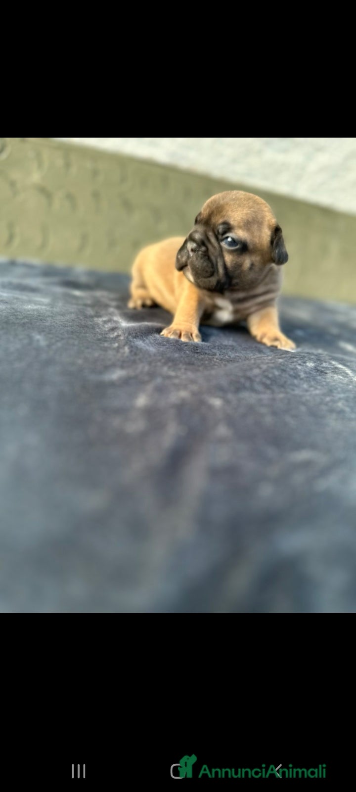 Bulldog Francese cani Bulldog francesi merle - Annuncio 2