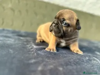 Bulldog Francese cani Bulldog francesi merle - Annuncio 2