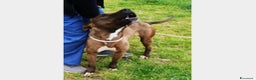 Meticcio cani in regalo: Lady, derivata pitbull cane Femmina a Latina - Annuncio 4