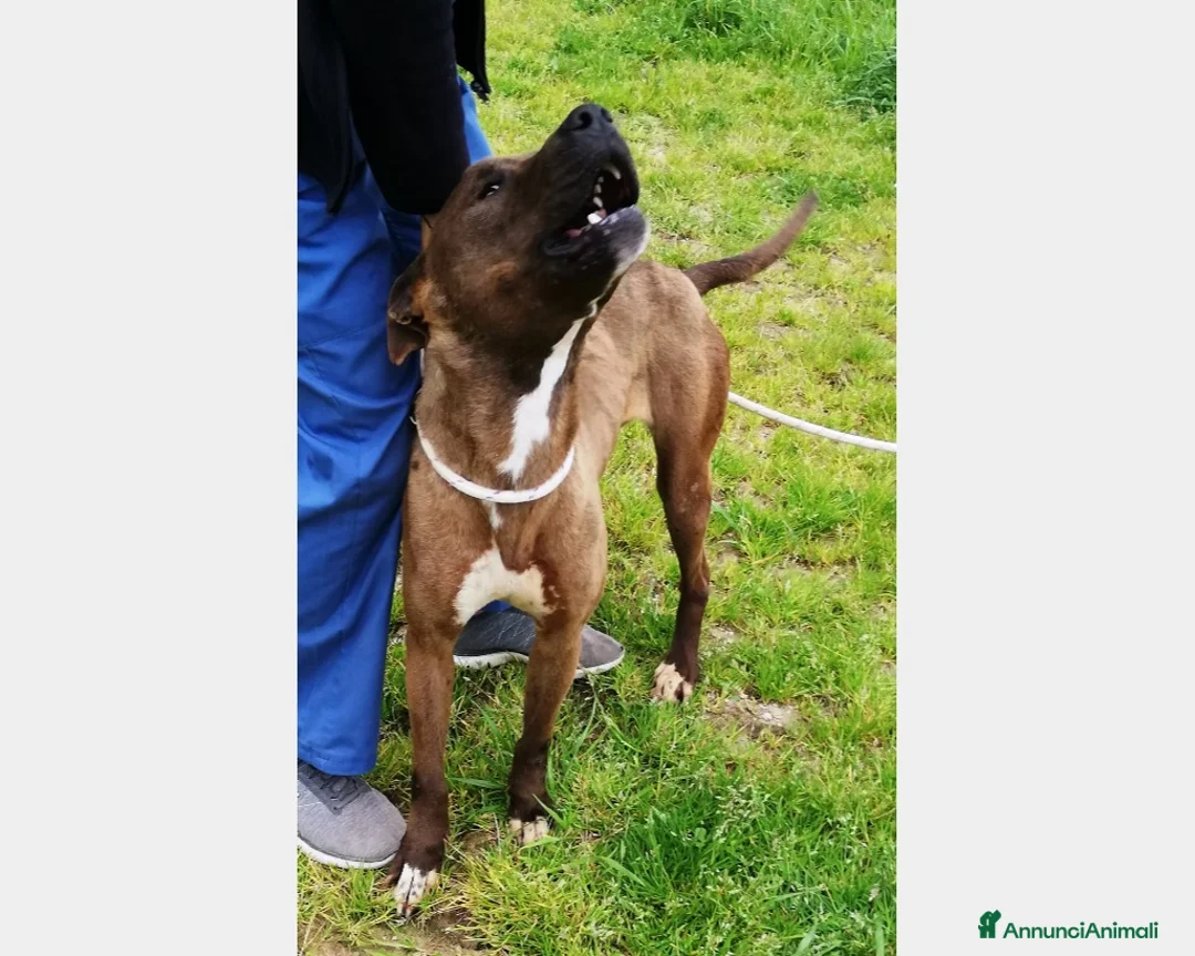 Meticcio cani in regalo: Lady, derivata pitbull cane Femmina a Latina - Annuncio 4