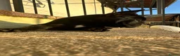 Bulldog Francese cani in vendita: bulldog francese nero tigrato  - Annuncio 13
