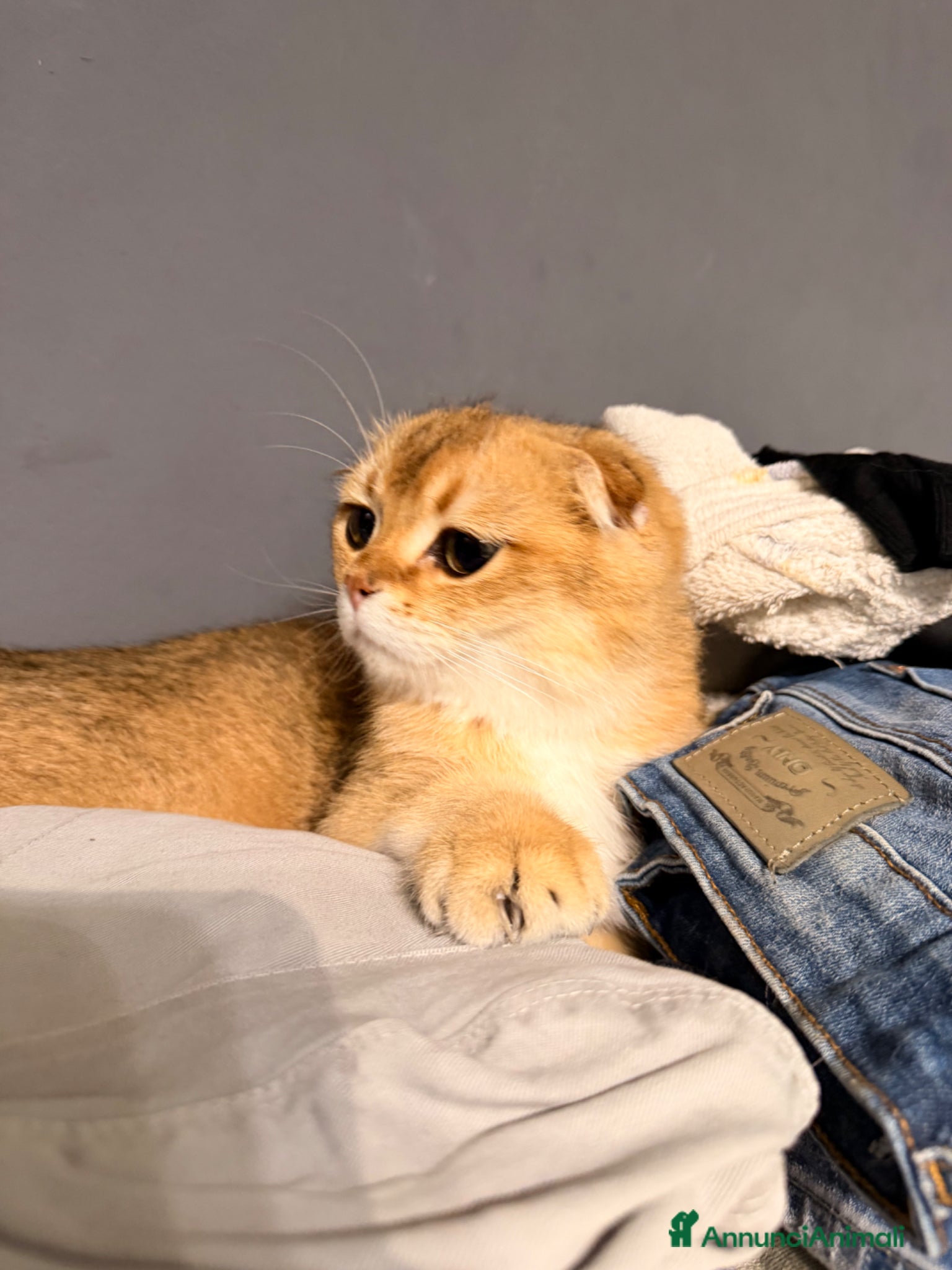 British gatti in vendita: SCOTTISH FOLD - Annuncio 6