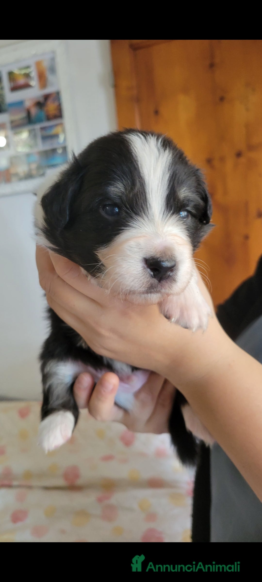 Australian Shepherd cani in vendita: Amorevoi Cuccioli Pastore Australiano (Aussi) - Annuncio 4