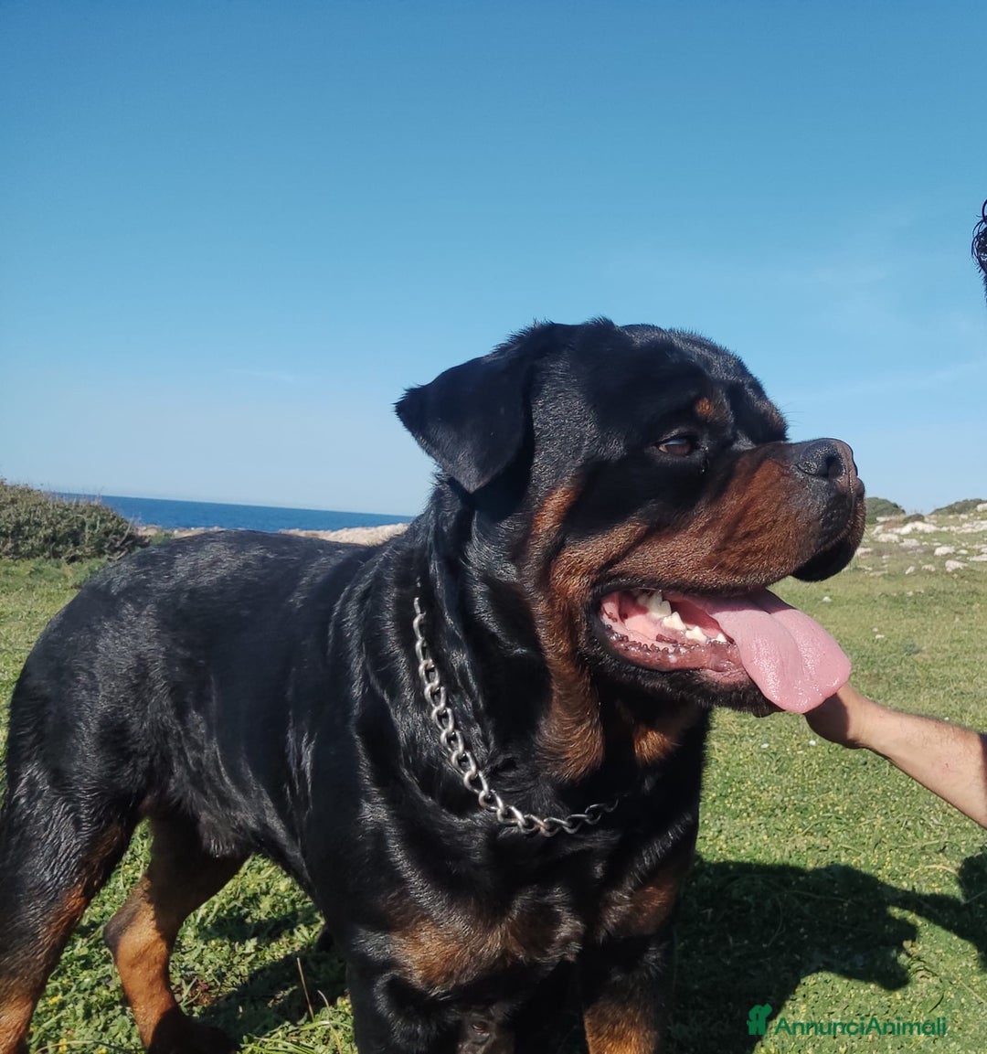 Rottweiler cani in vendita: Cuccioli di Rottweiler  - Annuncio 5