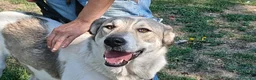 Meticcio cani in regalo: MERAVIGLIOSA BELLA, INC. CAUCASO CERCA CASA - Annuncio 2