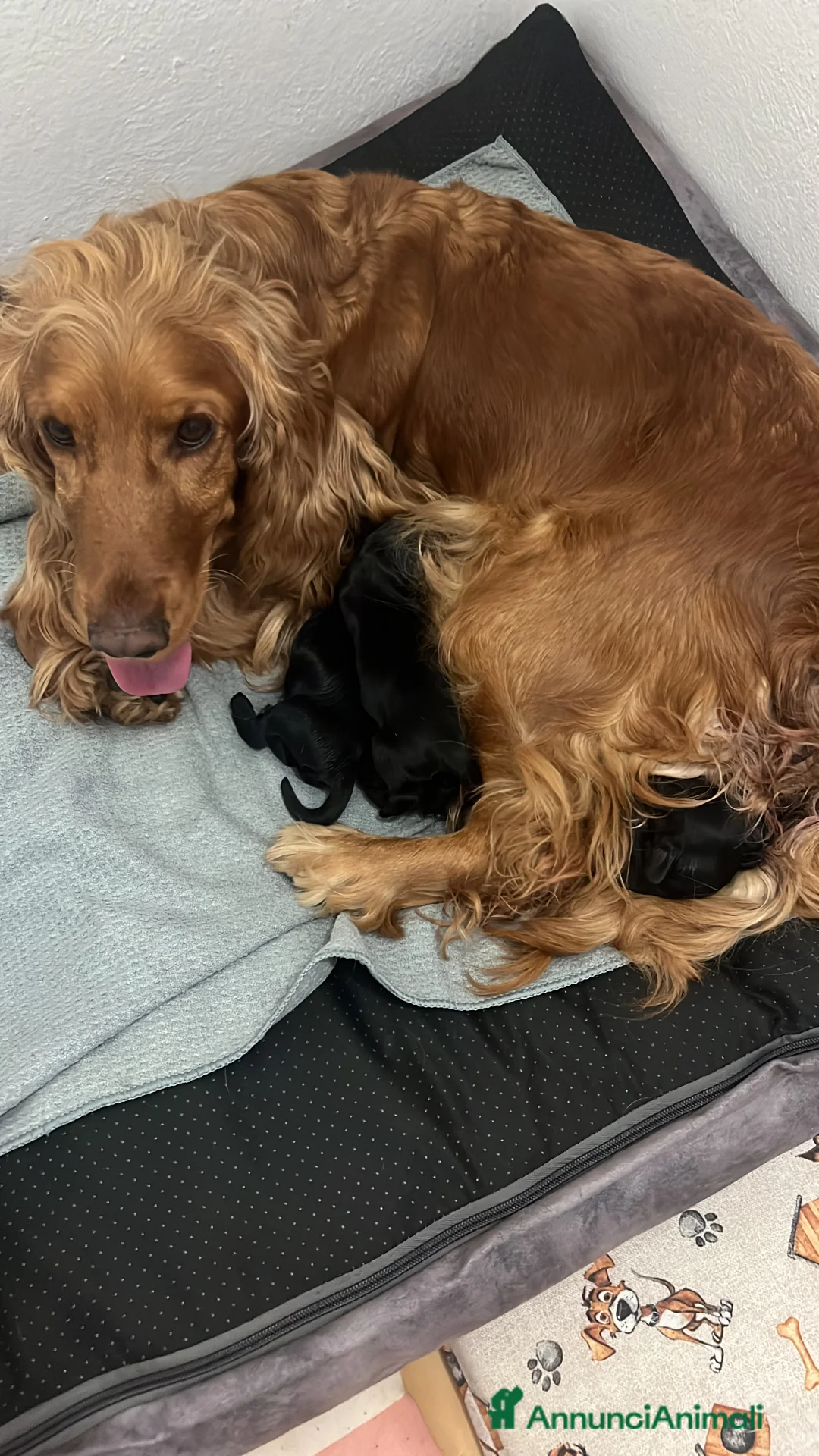 Cocker cani in vendita: Cucciolo cocker spaniel - Annuncio 2