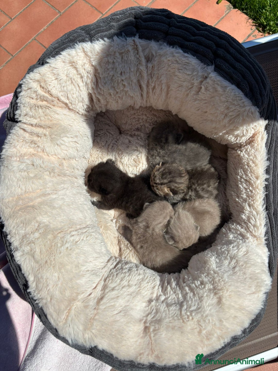 British gatti in vendita: British shorthair  a Provincia di Lodi - Immagine 5