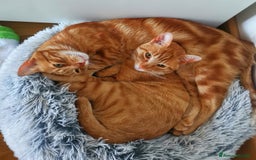 Altre razze gatti in regalo: Gattini Rossi  a Città metropolitana di Roma Capitale - Immagine 1