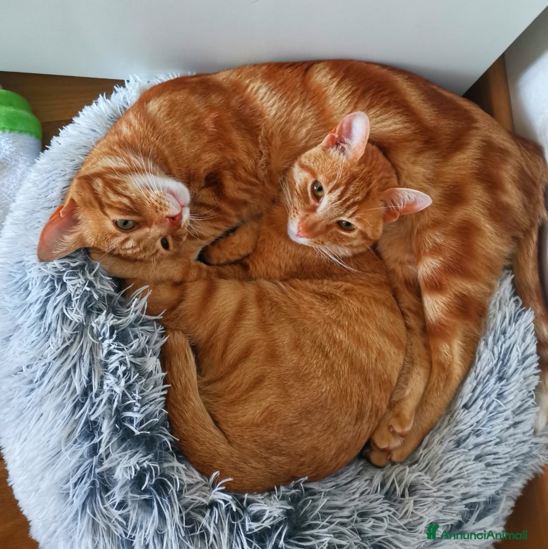 Altre razze gatti in regalo: Gattini Rossi  a Città metropolitana di Roma Capitale - Immagine 1