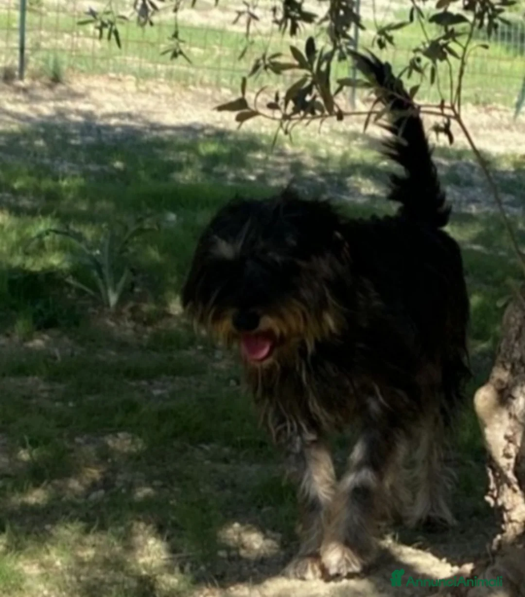 Meticcio cani in regalo: Milo 7anni aspetta casa da tanto..AGRIGENTO a Città metropolitana di Milano - Annuncio 3