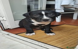 American Staffordshire cani in vendita: VENDESI CUCCIOLI DI AMSTAFF  a Città metropolitana di Roma Capitale - Immagine 5