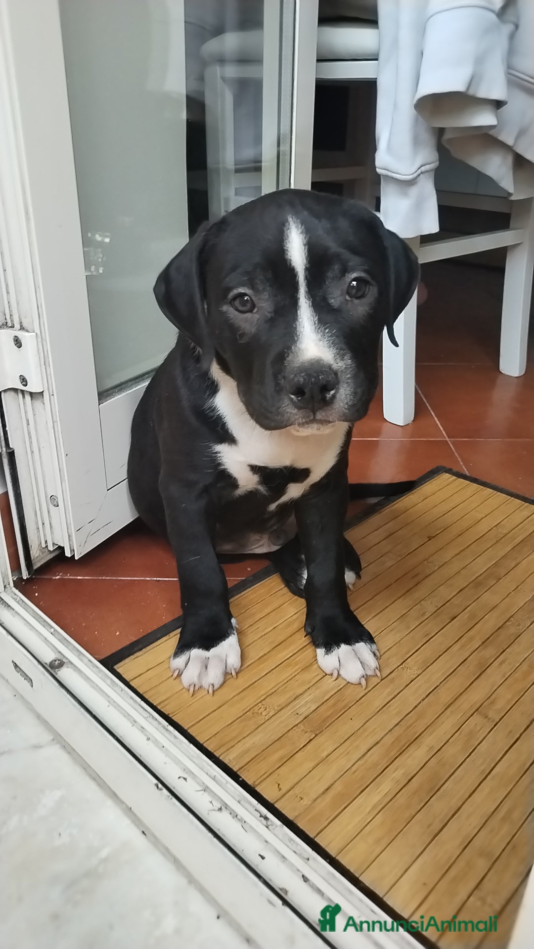 American Staffordshire cani in vendita: VENDESI CUCCIOLI DI AMSTAFF  a Città metropolitana di Roma Capitale - Immagine 5