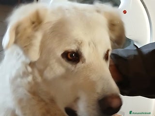 Meticcio cani SALLY ATTENDE IL SUO RISCATTO, IN ADOZIONE - Annuncio 5