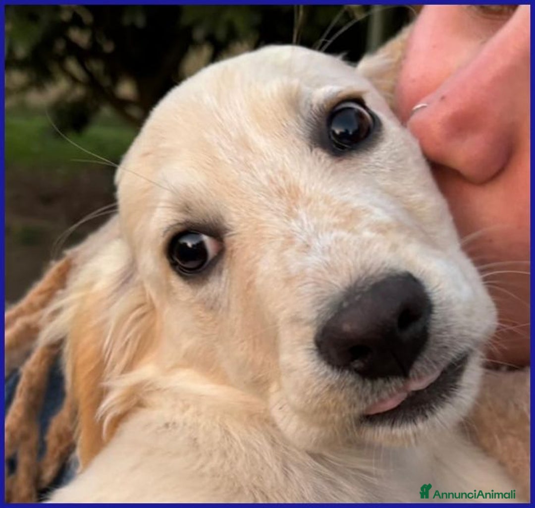 Meticcio cani in regalo: MIRTILLO dolcissimo cucciolino - Annuncio 4