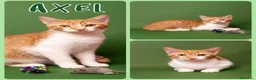 Europeo gatti in regalo: Gattini cercano famiglia!  a Provincia di Vicenza - Annuncio 7