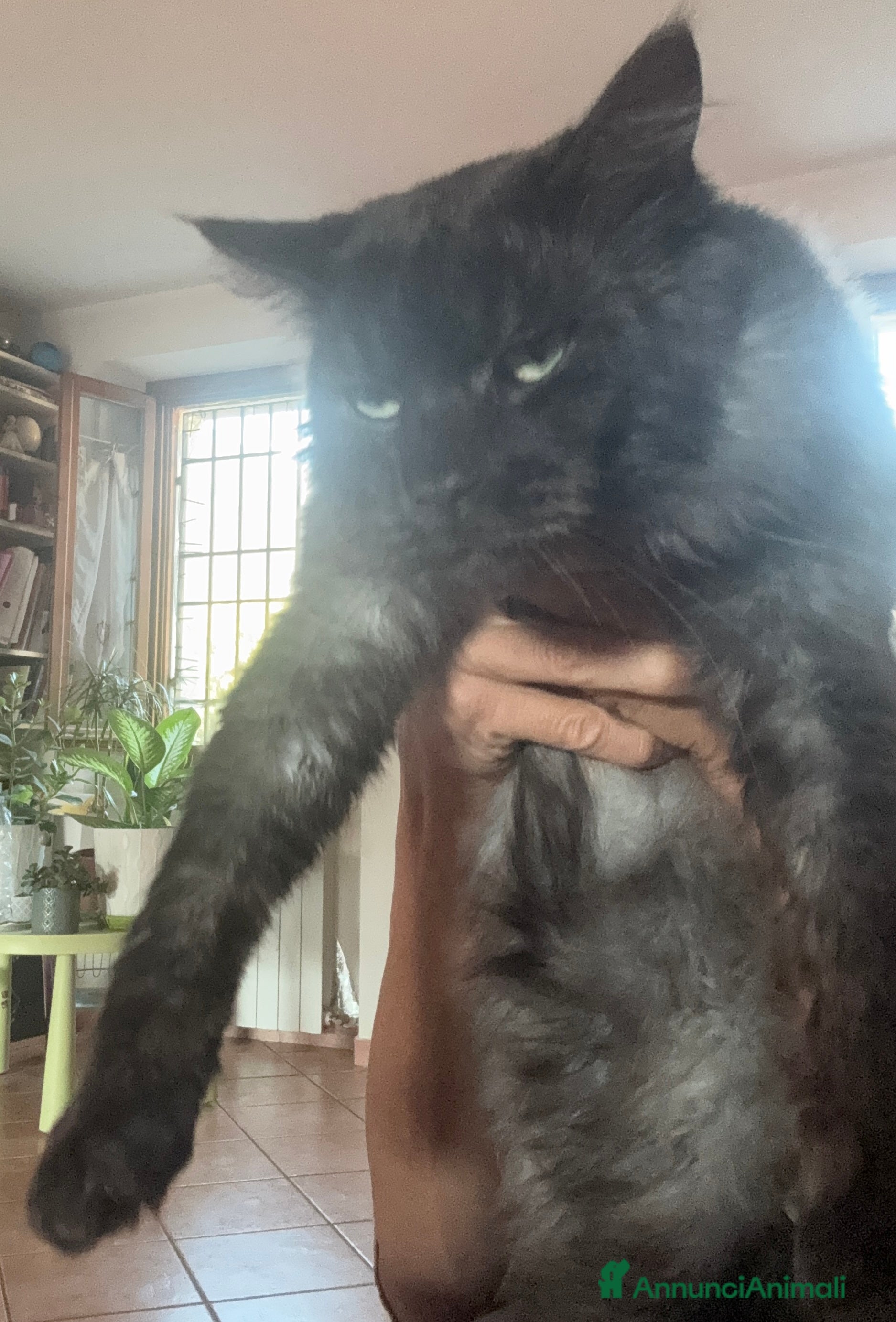 Maine Coon gatti Stallone Black smoke Maine Coon Per accopiamento a Provincia di Brescia - Annuncio 3