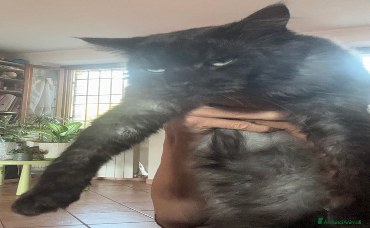 Maine Coon gatti a Provincia di Brescia - Annuncio 3