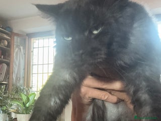 Maine Coon gatti Stallone Black smoke Maine Coon Per accopiamento a Provincia di Brescia - Annuncio 10