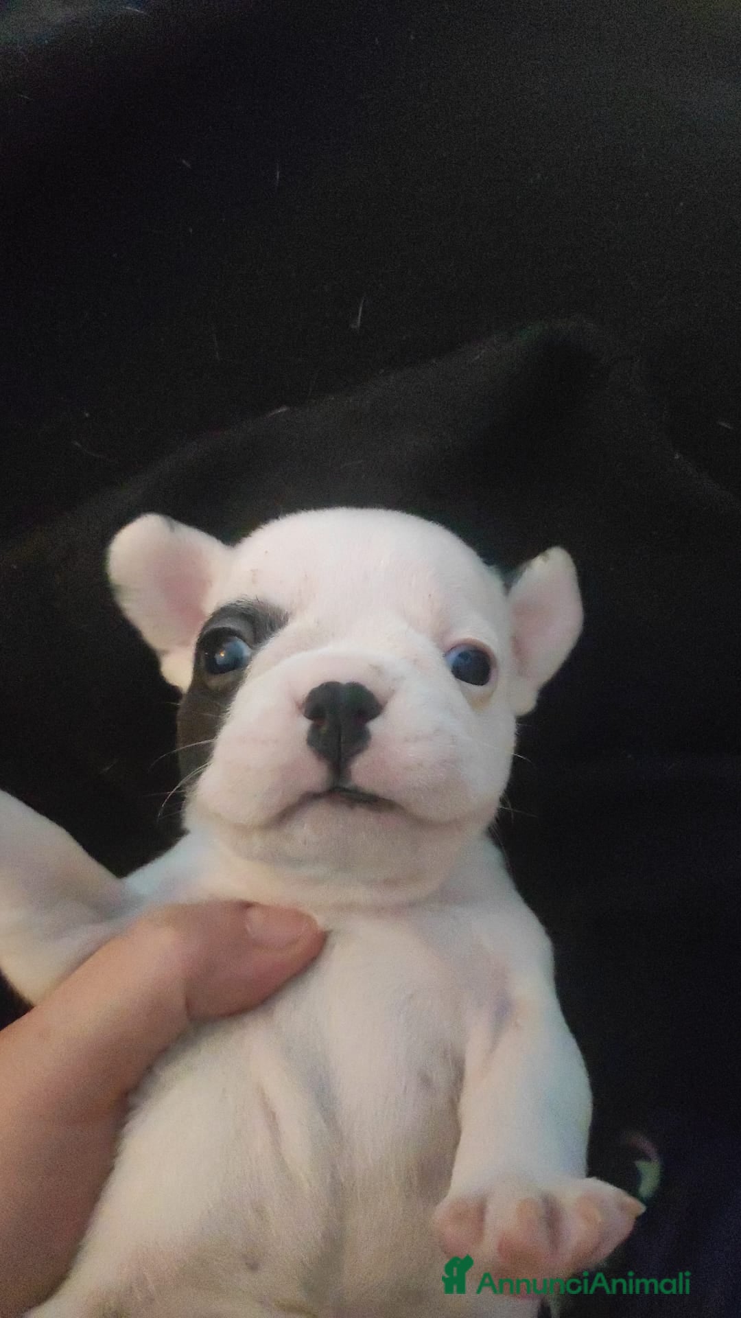 Bulldog Francese cani in vendita: Cuccioli di bulldog francese  - Annuncio 5