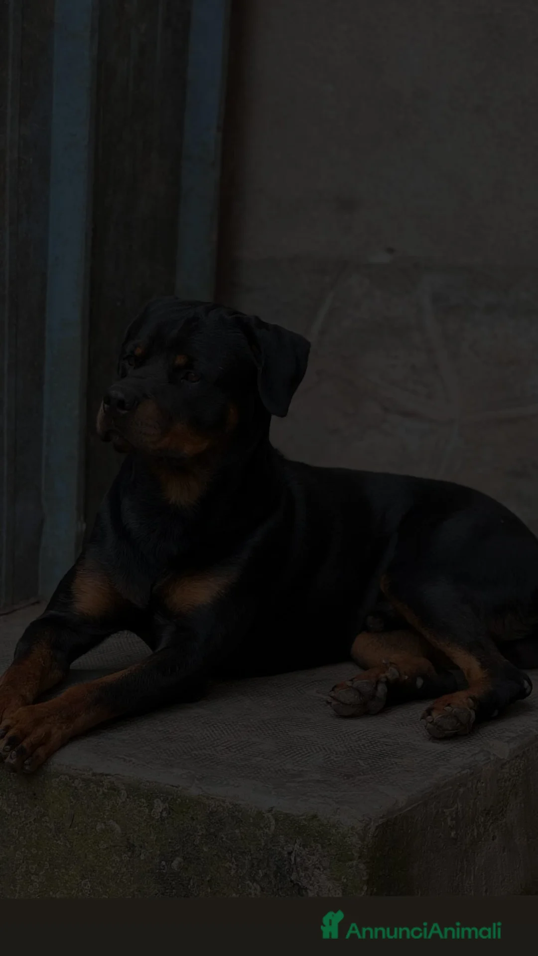 Rottweiler cani in regalo: Cessione rottweiler  - Annuncio 2