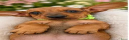 Bassotto cani in vendita: CUCCIOLA BASSOTTO STANDARD PELO CORTO  - Annuncio 3