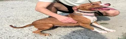 Pitbull cani in regalo: BONNIE PIT - Annuncio 4