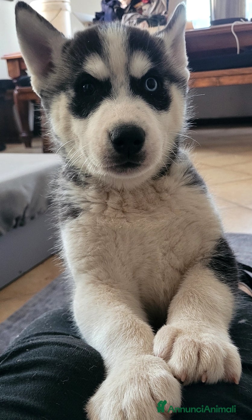 Husky cani SIBERIAN HUSKY CUCCIOLATA  - Annuncio 1