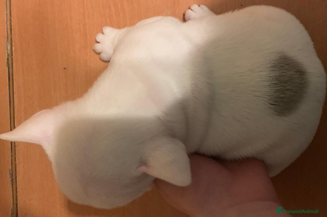 Bulldog Francese cani in vendita: Vendesi cucciola di bulldog francese  - Annuncio 3